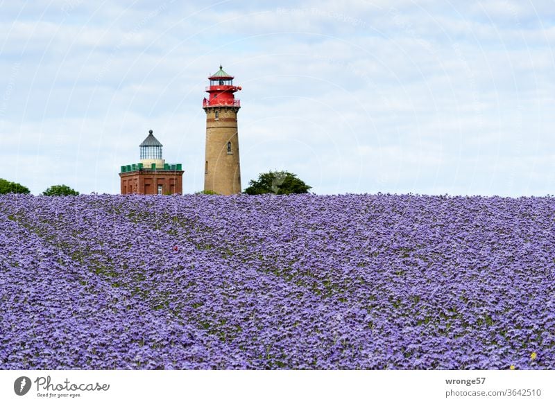 Die 2 Leuchttürme am Kap Arkona hinter einem Feld blau blühenden Phacelia Horizont Insel Insel Rügen Seezeichen Bienenfreund Bienenweide bienenfreundlich