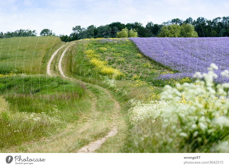 S-förmig schlängelt sich der Feldweg an einem lila blühenden Phaceliafeld entlang zu den beiden Leuchttürmen am Kap Arkona Natur Landschaft Felder Feldrand