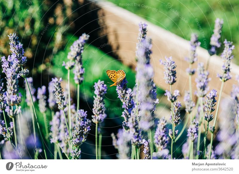 Wunderschöner Schmetterling auf Lavendelpflanze im Sommer Aromatherapie aromatisch Hintergrund Schönheit Blütezeit Überstrahlung Ast Buchse Nahaufnahme Farbe