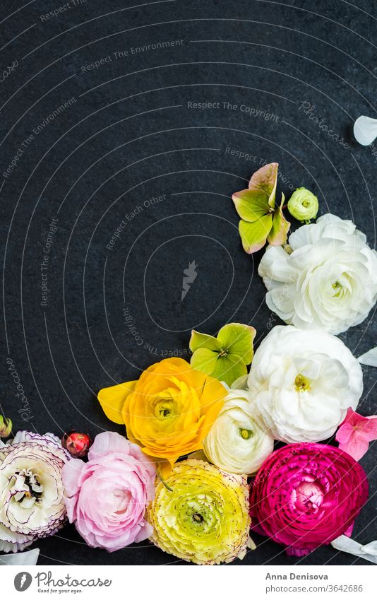 Hahnenfuß Hahnenfuß Blumen in verschiedenen Farben Ranunculus Blumenstrauß Ranunkel rosa Frühling Tag Haufen Mütter Text Blüte Natur Makro Geburtstag Blütezeit