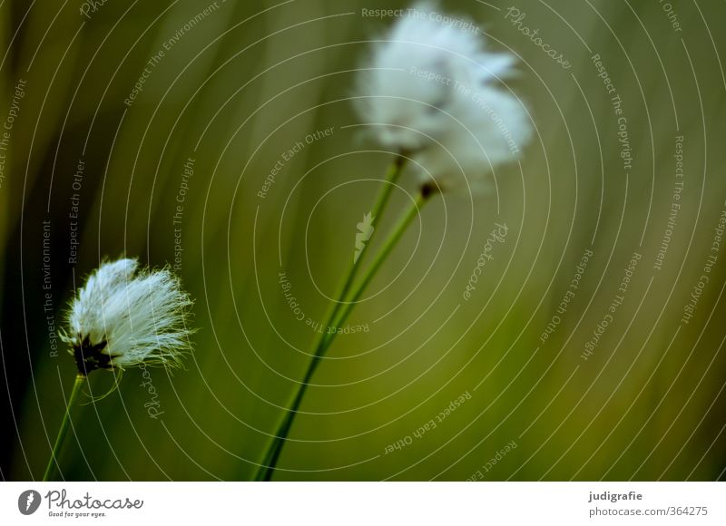 Gras Umwelt Natur Pflanze Wildpflanze Wiese Wachstum kuschlig natürlich wild weich grün Vergänglichkeit Wollgras Farbfoto Gedeckte Farben Außenaufnahme Tag