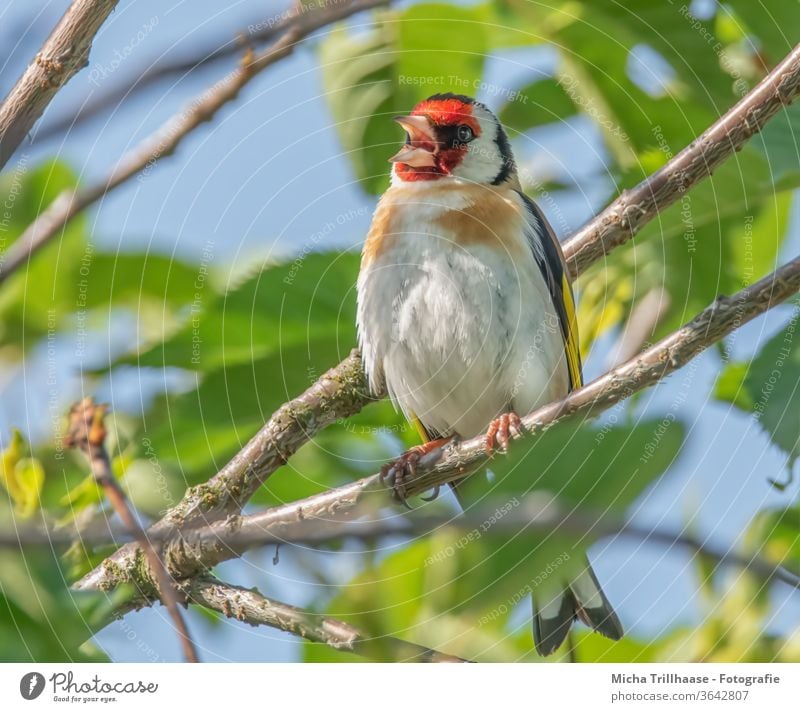 Singender Stieglitz im Baum Distelfink Carduelis carduelis Finken Vogel Wildvogel Tiergesicht Kopf Schnabel Auge Federn Gefieder Flügel Beine Krallen singen