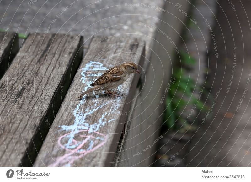 Ein Grausperling sitzt auf einer Parkbank Natur Hintergrund weiß Bank Sitzen Spatz Frau alt Tiere Vögel Hand Sommer Essen im Freien hölzern Futter graphisch