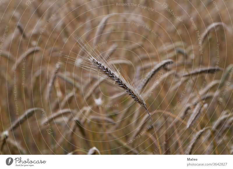 Auf dem Feld wachsende Goldene Ähren von Roggen Weizen Ernte Ohr Korn Landschaft Samen Sonne golden sonnig Brot Pflanze Ackerbau Müsli Bauernhof Wachstum Natur