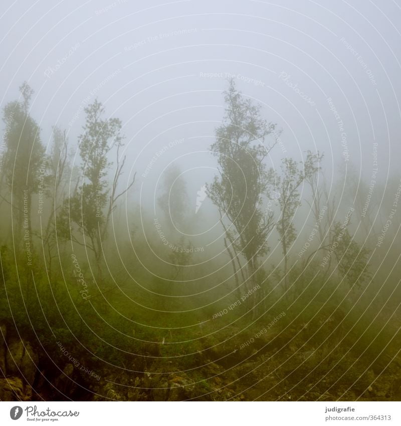 Norwegen Umwelt Natur Landschaft Klima Wetter Nebel Baum Wald bedrohlich dunkel kalt natürlich wild Stimmung Einsamkeit Farbfoto Gedeckte Farben Außenaufnahme