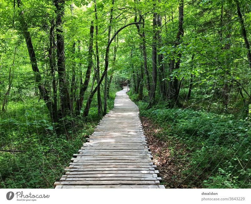 Waldweg - Waldsteg Holzbrücke Brücke Außenaufnahme Farbfoto Menschenleer Tag Natur Mast Schatten Landschaft Umwelt Wege & Pfade Ferien & Urlaub & Reisen Steg