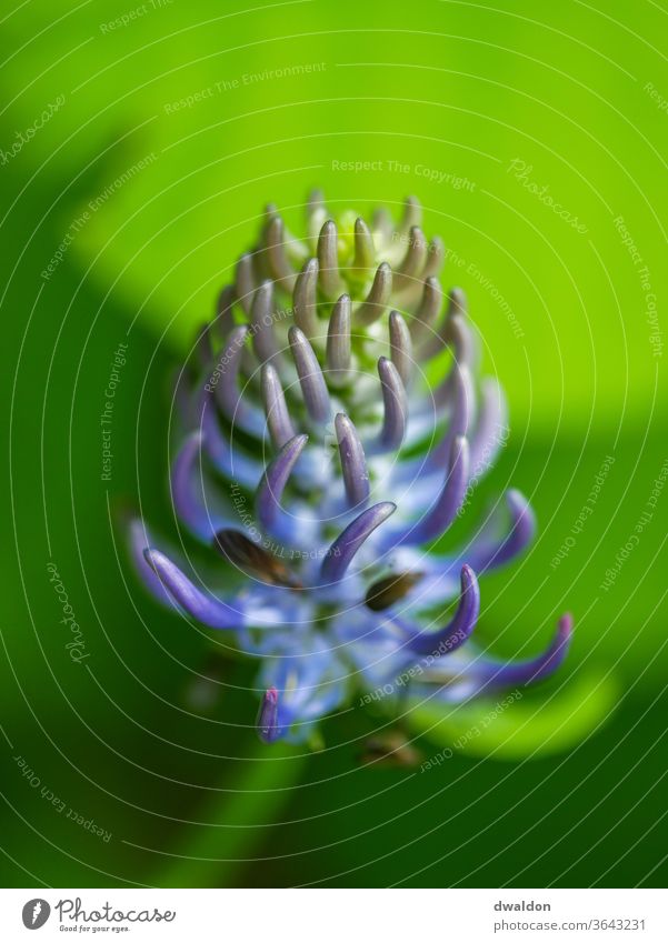 Blühende Blume Makro Makroaufnahme Pflanze lockig Natur grün Farbfoto Nahaufnahme Detailaufnahme Außenaufnahme Blatt Wachstum Grünpflanze Tag natürlich