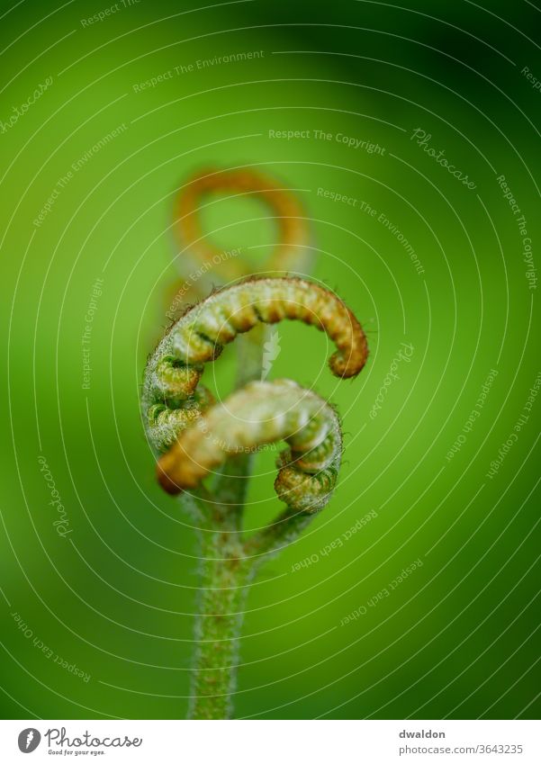 Wachsender Farn Makro Makroaufnahme Wurmfarn Pflanze lockig Natur grün Farbfoto Nahaufnahme Detailaufnahme Außenaufnahme Blatt Wachstum Grünpflanze Tag