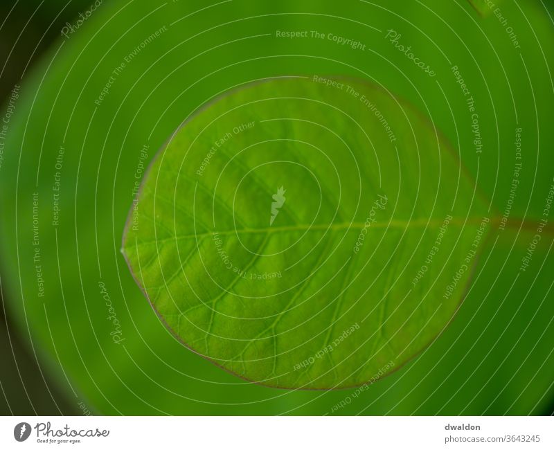 Grünes Blatt mit Blatt als Hintergrund grün Blattgrün Pflanze Natur Baum Makroaufnahme Wachstum Nahaufnahme Frühling Garten Umwelt Tag Sommer Außenaufnahme