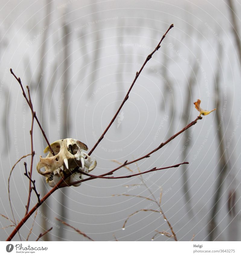 Fundsache im Moor - Schädel eines Tieres steckt auf einem Ast im nebeligen Moor Schädelknochen Tierschädel Moorlandschaft mystisch Nebel Moorsee gespenstisch