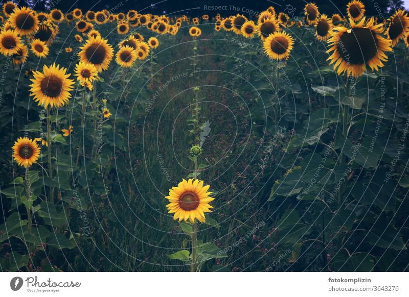 eine kleine Sonnenblume in der Mitte von großen aufgereihten Sonnenblumen Sonnenblumenfeld klein und groß Sonnenblumenfamilie Sommerblumenbeet mittig Familie