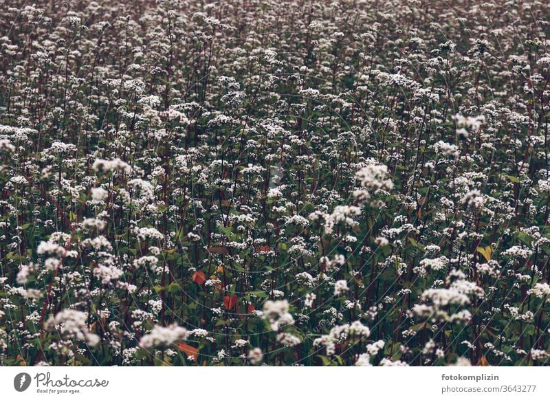 weißes Blütenmeer Blumenwiese Blühend Pflanze Naturliebe Blumenliebe Umwelt Feldblumen Sommerblumen Wiesenblumen Feldflora natürlich Vegetation Nutzpflanze