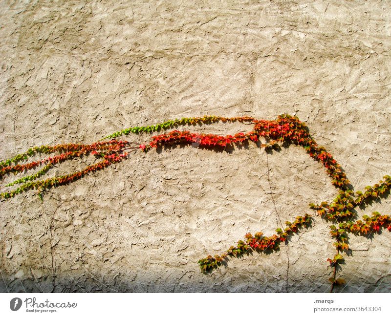 Ranke Efeu Wand Wachstum Natur Herbst grün orange rot Mauer Kletterpflanzen bewachsen