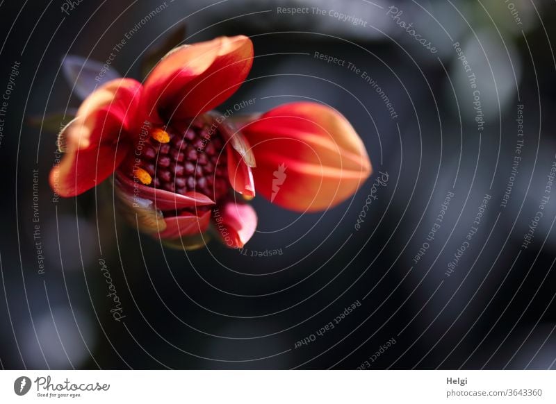 Öffnungszeit - eine wunderschöne rot-orange Dahlienknospe öffnet sich vor dunklem Hintergrund mit Bokeh Blume Blüte Dahlienblüte Aufbruch aufbrechen öffnen