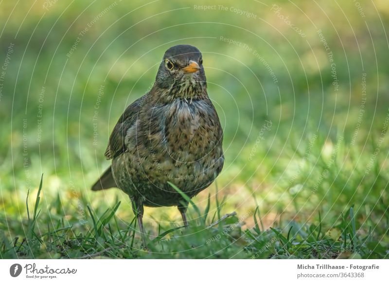 Amsel auf der Wiese Turdus merula Tiergesicht Kopf Schnabel Auge Feder Flügel Vogel Tierporträt Wildtier Natur Licht Grashalme gefiedert beobachten Sonnenlicht