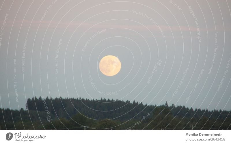 Vollmond Vollmond vollmondnacht Nacht Himmel Nachthimmel Natur Mondschein Landschaft Außenaufnahme Baum Farbfoto Umwelt Licht Lichterscheinung Silhouette