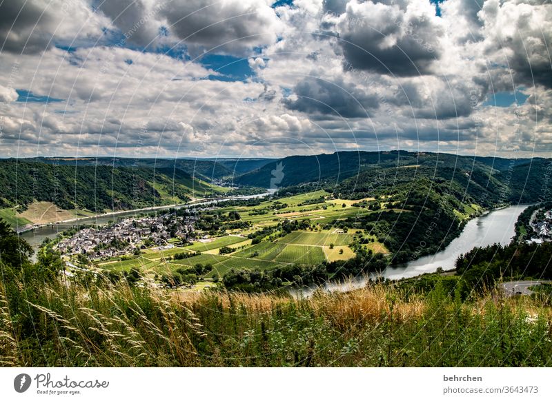 das leben ist viel zu kurz, um schlechten wein zu trinken! moselschleife Stadt Deutschland Hunsrück Moseltal Weinbau Ruhe Sonnenlicht Mosel (Weinbaugebiet)