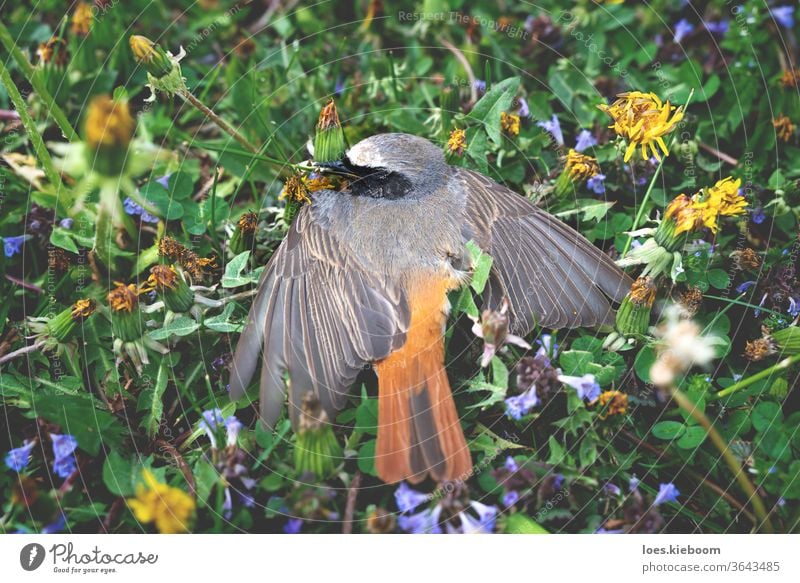 Toter Rotschwanz auf einer Blumenwiese, Österreich Rotkehlchen Natur Tierwelt tot Tod natürlich flau Leben Federn Gras wild Vogel Ende traurig grün Körper wenig