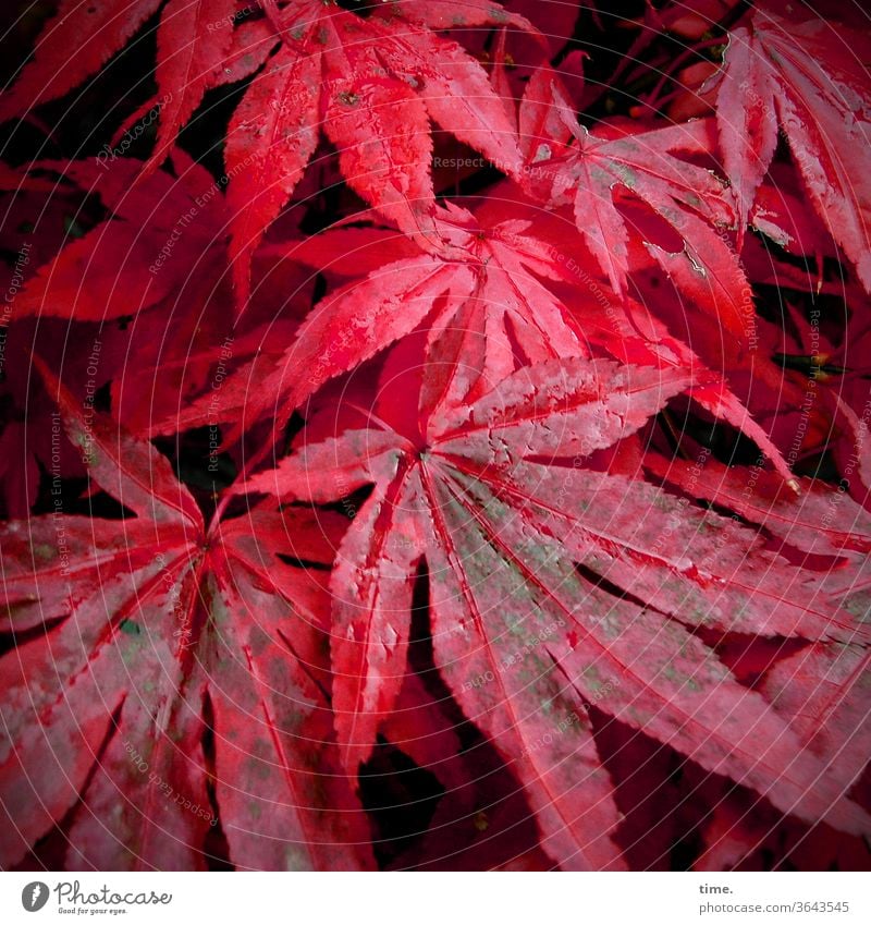 Wenn der Herbst geht ... wald rot hängen blätter menschenleer natur draußen blatt herbst nass feucht feingliedrig ahorn Fächerahorn