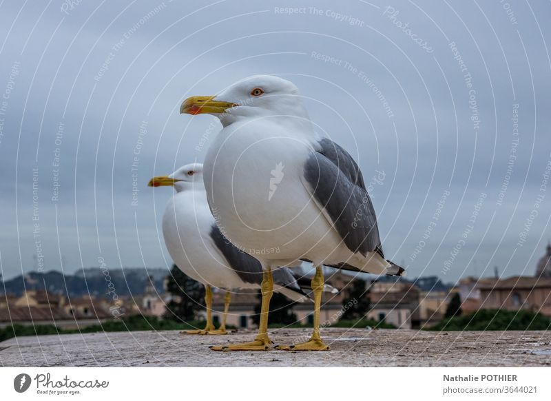 Möwen auf den Höhen von Rom Vögel Himmel Tierporträt Dach Außenaufnahme Wildtier Farbfoto Natur Tiergesicht Blick Nahaufnahme Italien Wildvogel