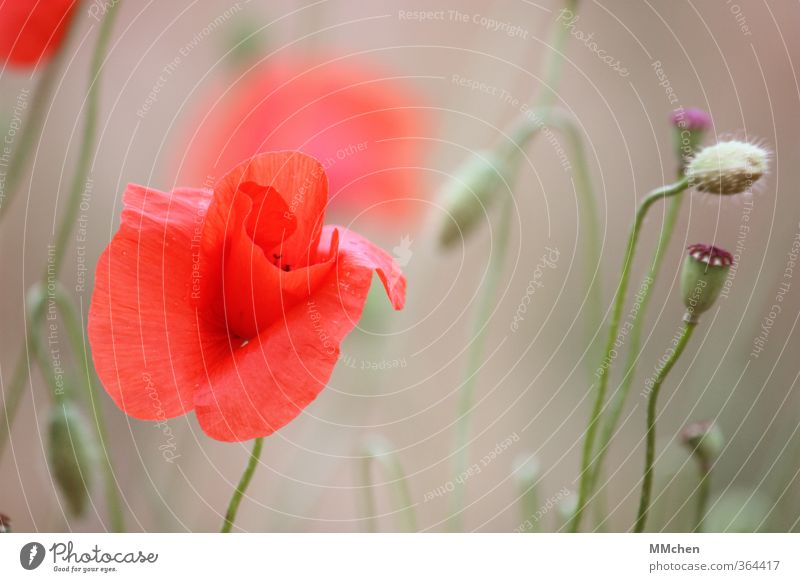 Der Lauf der Dinge Natur Pflanze Frühling Blüte Garten Feld alt Blühend Duft Wachstum grün violett rot Hoffnung Beginn schön Vergänglichkeit Mohn