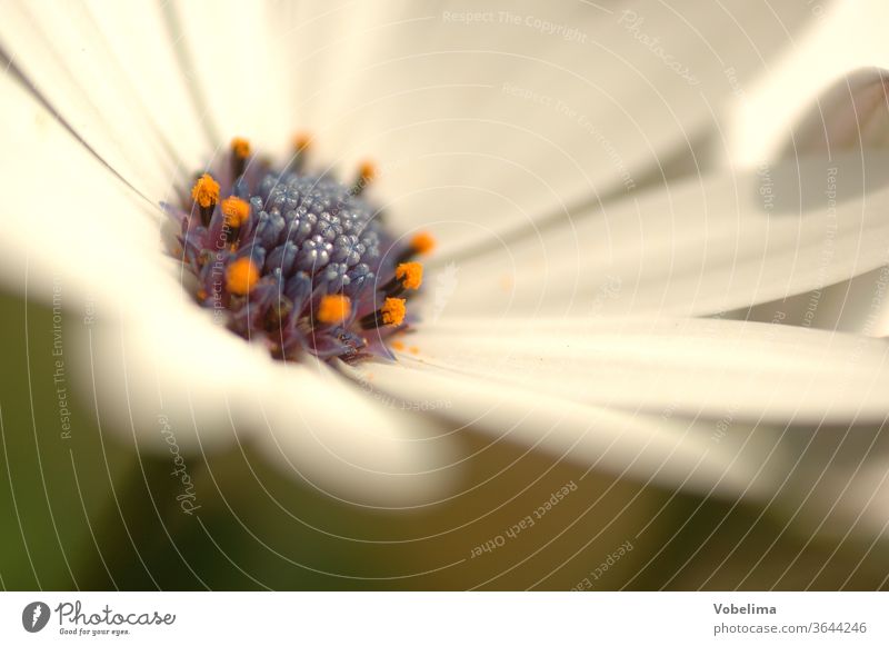 Blüte, Nahaufnahme Fahne Blüten Blumen Natur Garten weiss Detailaufnahme