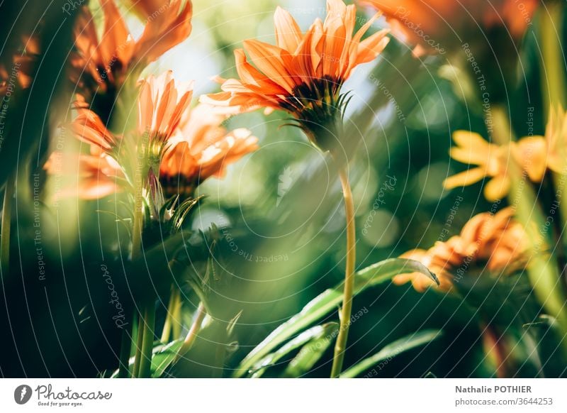 Ringelblumen im Garten Nahaufnahme Natur grün roange Blume Farbfoto Detailaufnahme Außenaufnahme Sommer Frühling Blühend Frühlingsblume Blüte natürlich