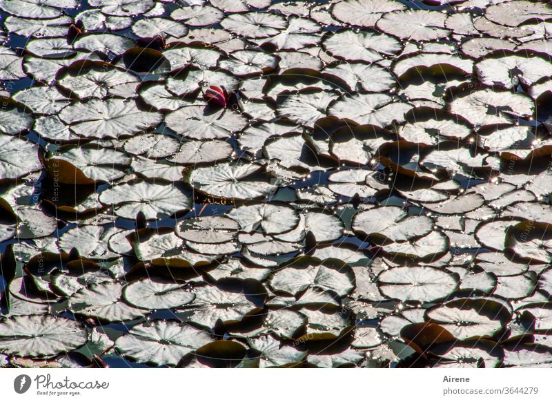 mit Rosen bedeckt Seerosenteich Seerosenblatt Wasserpflanze Teich Blatt Pflanze positiv natürlich Seerosenblüte Blüte Knospe zugewachsen Teppich Blättertepich