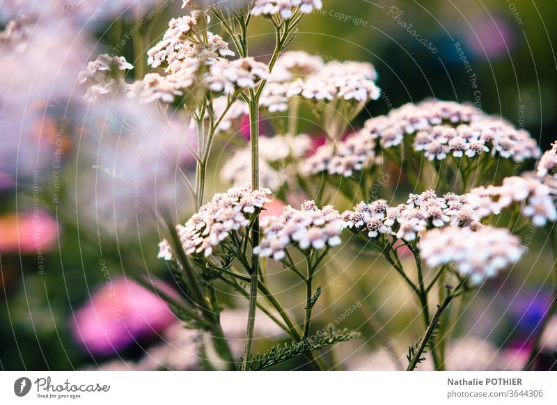 Wildblumen auf der Wiese Blume Blumen Wiesenblume Garten Pflanze Natur Sommer Blühend Frühling Farbfoto Außenaufnahme Blumenwiese Nahaufnahme weiß