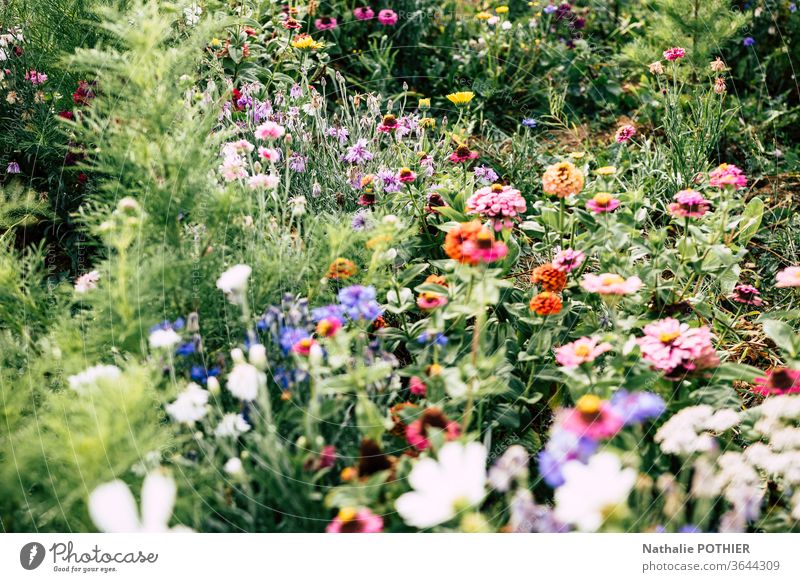 Vielzahl von Blumen im Garten Blühend Blumenwiese Natur Sommer Frühling Außenaufnahme Farbfoto Blüte Farbe Wiese Park Blumenmeer Wildblumen sonnig