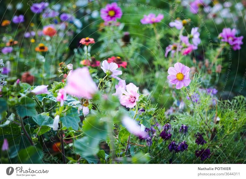 Vielzahl von Blumen Blumen und Pflanzen Natur Farbfoto Außenaufnahme Garten Gartenblume Gartenblumen Blumenwiese Frühlingswiese Blüte sonnig Wildblumen Park