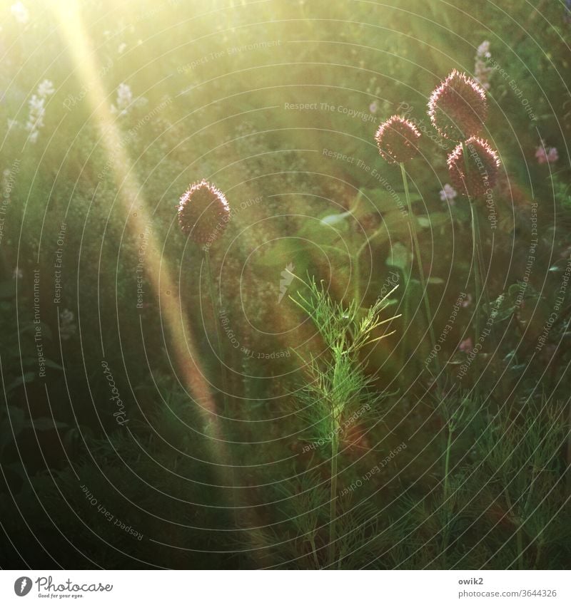 Allium Zierlauch Zierlauchblüte Natur Außenaufnahme draußen Sommer Tag grün Pflanze Sträucher Wiese Garten Menschenleer Farbfoto Umwelt natürlich Landschaft