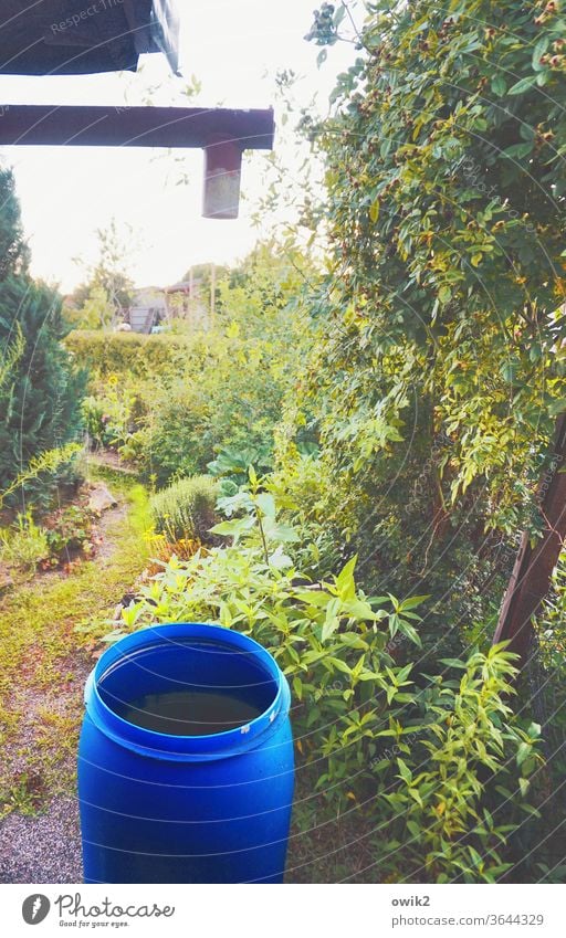 Volllaufen lassen Garten Sträucher Blume Grünpflanze Idylle Gartenbau Pflanze Schönes Wetter Natur Umwelt sparsam Fass Kunststoff Beet Tonne Dachrinne Wasser