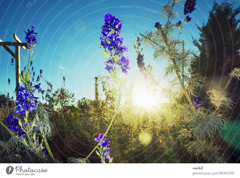 Ansporn leuchten wachsen blühen Wiesenblumen Schwache Tiefenschärfe Himmel Wolken bewegen Gegenlicht Sonnenlicht frisch Textfreiraum oben Schönes Wetter