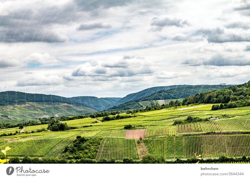 wein und wolken Wolken Himmel Landwirtschaft Feld Feldarbeit Jahreszeiten Weintrauben Ferien & Urlaub & Reisen Schönes Wetter Farbfoto Weinrebe wandern Natur