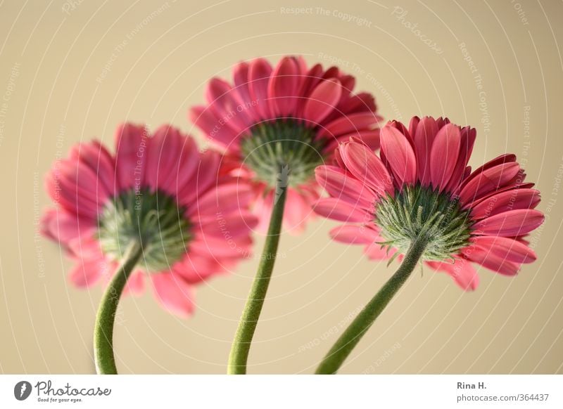 RückAnSicht Blume Blühend frisch hell rosa rot 3 Gerbera Blüte Stengel Farbfoto Menschenleer Textfreiraum oben Schwache Tiefenschärfe