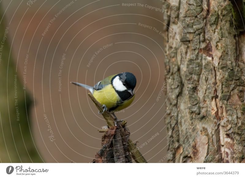 Kohlmeise auf einem Zweig Blaumeise Cyanistes caeruleus Parus Ater parus major Periparus Ater Wintervogel Tier Vogel Vogelfütterung Zweigstelle Niederlassungen