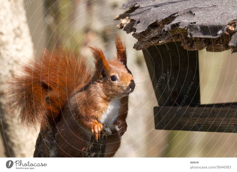 Europäisches Braunes Eichhörnchen im Winterfell am Futterhäuschen Hintergrund Sciurus vulgaris Tier Ast Niederlassungen Textfreiraum kuschlig kuschelig weich