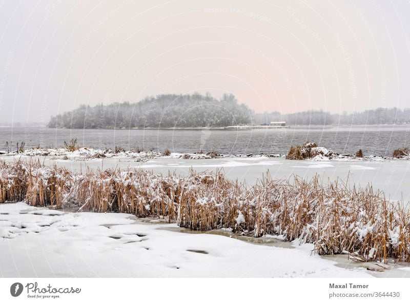 Blick auf den Dnjepr an einem kalten und schneereichen Wintertag. Kiew Typha Latifolia Ukraine Hintergrund schön blau bulrush Katzenschwanz Wolken cool Tag