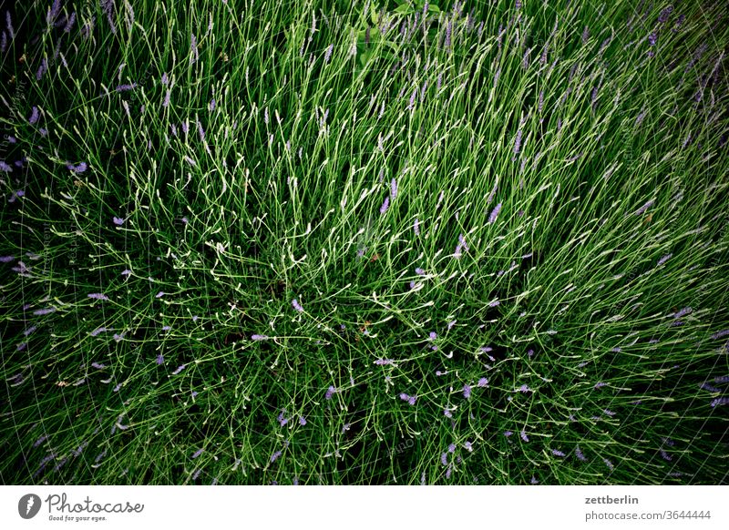 Lavendel again lavendel gewürz kraut heilkraut heilkräuter provence frankreich parfume parfüm duft duftstoff rohstoff sommer blume blüte