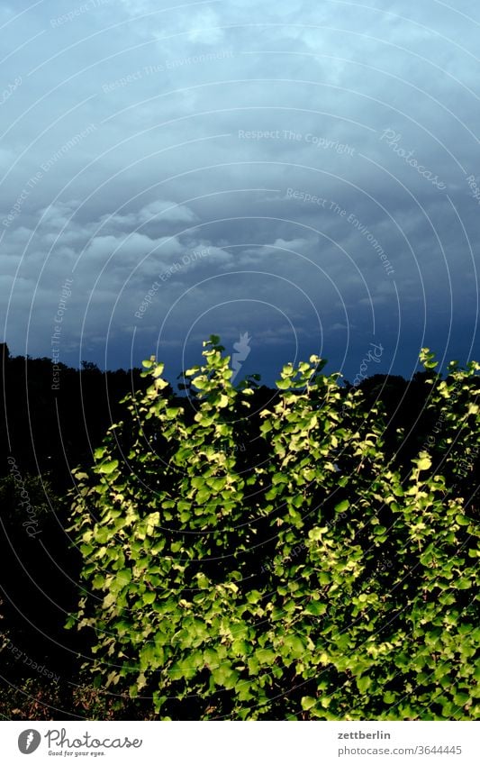 Haselnuss am Abend abend altocumulus drohend dunkel dämmerung düster farbspektrum feierabend froschperspektive gewitter haufenwolke himmel hintergrund klima