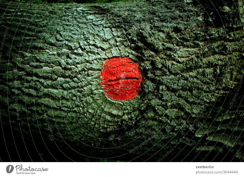 Eigentlich nur ein roter Punkt am Baum ast baum ferien garten kleingarten kleingartenkolonie menschenleer natur pflanze ruhe schrebergarten sommer stamm strauch