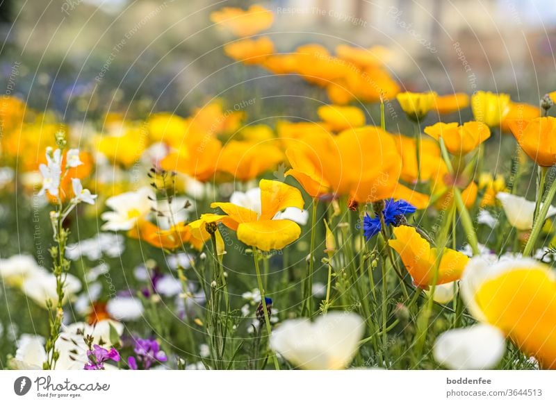 Blumenwiese mit vorwiegend gelben Blüten, weniger weißen und punktuell blauen und violetten Blüten. Focus liegt auf der Mitte des Bildes, deshalb unscharfer Vorder- und Hintergrund Mitte