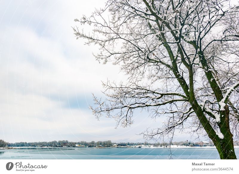 Eine Pappel in der Nähe des Dnjepr-Flusses in Kiew, Ukraine, im Winter Enten blau hell Windstille Wolken kalt cool Tag Umwelt Frost gefroren Eis See Landschaft