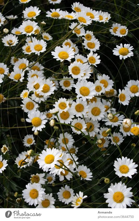 Margaritas in Gruppen bei Sonnenuntergang Blume Gänseblümchen Natur Sommer weiß Obstgarten Fabrik gelb Frühling Kampagne grün Flora Echte Kamille Blütezeit