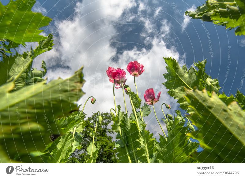 Mohnfeld aus Bodenperspektive Blume Pflanze Außenaufnahme Mohnblüte rot Sommer Weitwinkel Wiese Feld Menschenleer Farbfoto Klatschmohn intensiv roter mohn viele