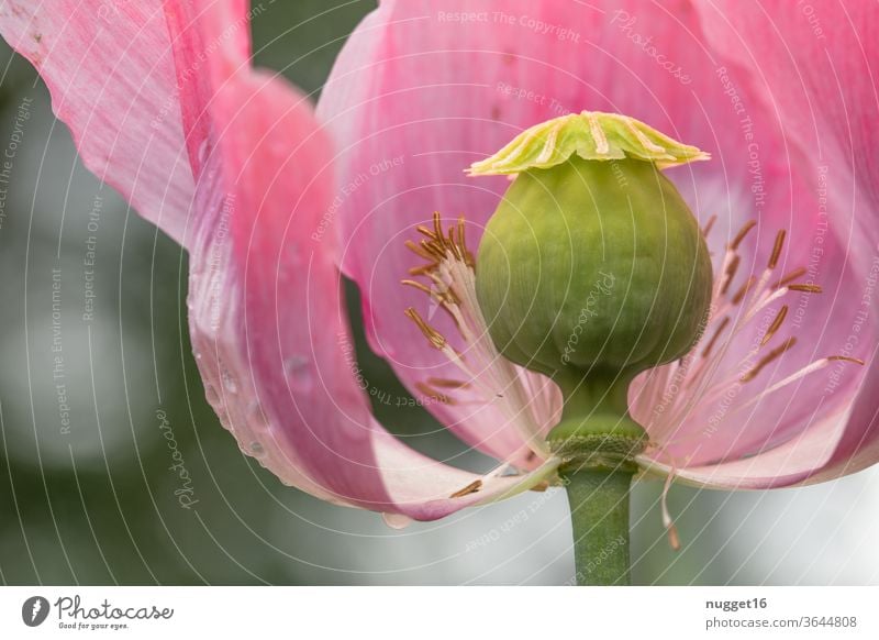 Mohnblüte Mohnblume Natur Blume Pflanze Sommer Blüte rot Außenaufnahme Wiese Mohnfeld Menschenleer Klatschmohn mohnwiese mohnkapseln roter mohn Farbfoto