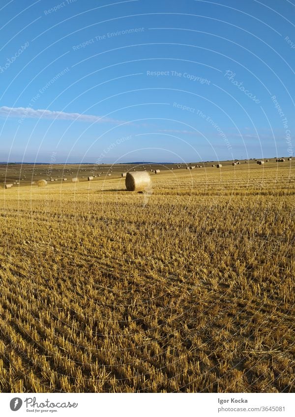 Heuballen im Feld gegen blauen Himmel Sonnenlicht malerisch Ackerbau Bauernhof Ernte ländlich Sommer