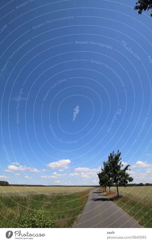 7 Tage durch Brandenburg - immer geradeaus Feld Ackerbau Landwirtschaft Gerste Gerstenfeld Getreide Getreidefeld Weizen Weizenfeld gelb blau Himmel Wolken