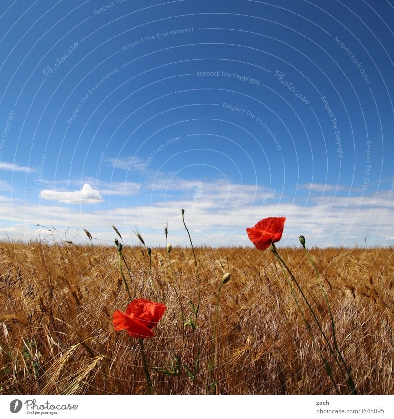 7 Tage durch Brandenburg - die ganze Palette Feld Ackerbau Landwirtschaft Gerste Gerstenfeld Getreide Getreidefeld Weizen Weizenfeld gelb blau Himmel Wolken